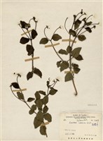 藏品(馬纓丹)的圖片